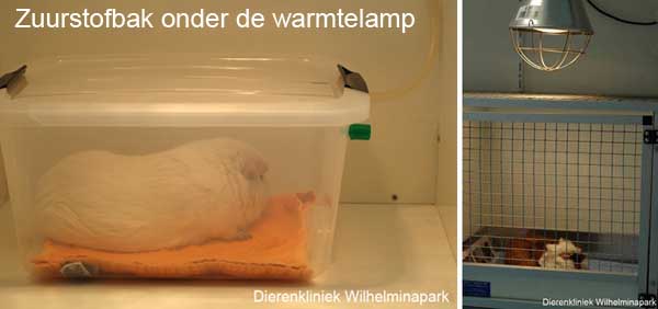 De cavia komt bij in een verwarmde omgeving met zuurstof, zodra de cavia rechtop kan zitten gaat deze naar de verwarmde opname.